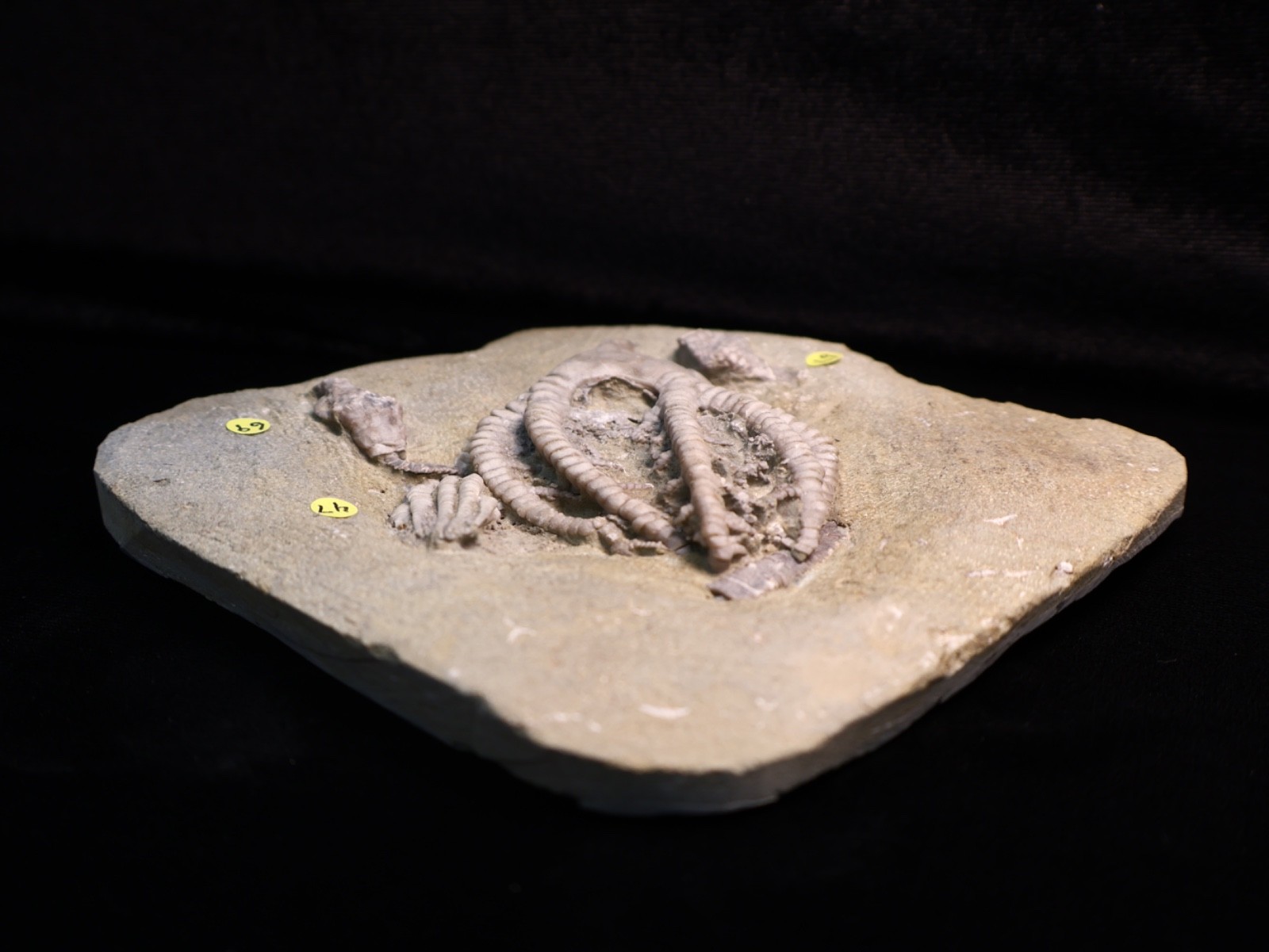 Vortex of Fossil Crinoids, Crawfordsville, IN
