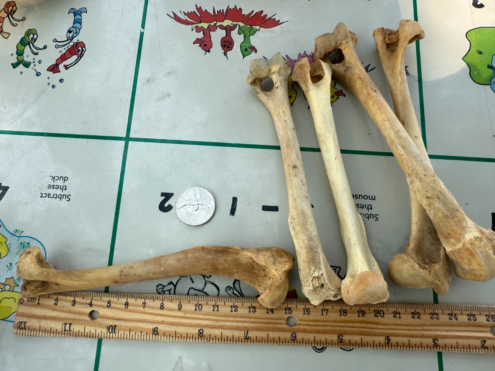 2PC Coyote Humerus Leg Bones for Crafts Knife Handle Native American 6" ~ 7"