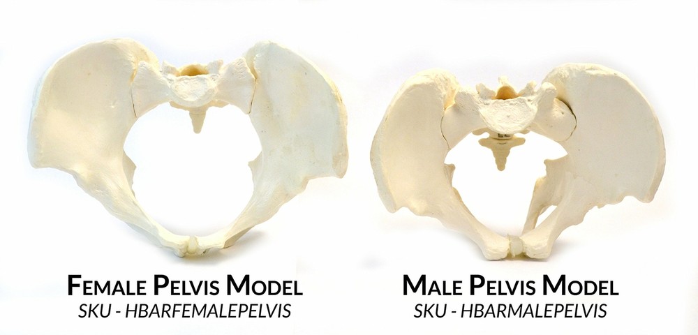 Eisco Labs Human Female Pelvis Model - Life Size 3D Rendering