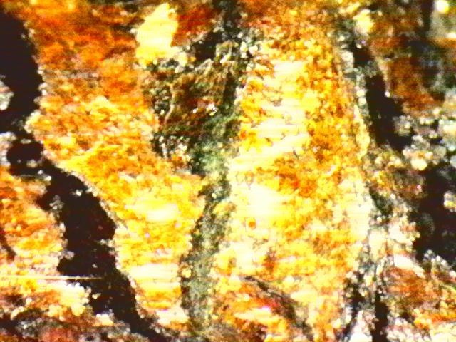 Gold Ore Specimen / Visible Gold