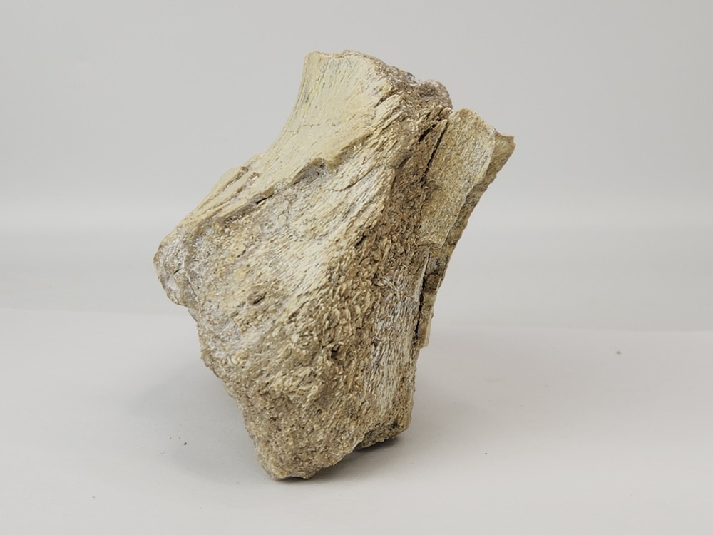 Titanothere Scapula Bone (Partial) - White River Group - Chadron Fm. - NE