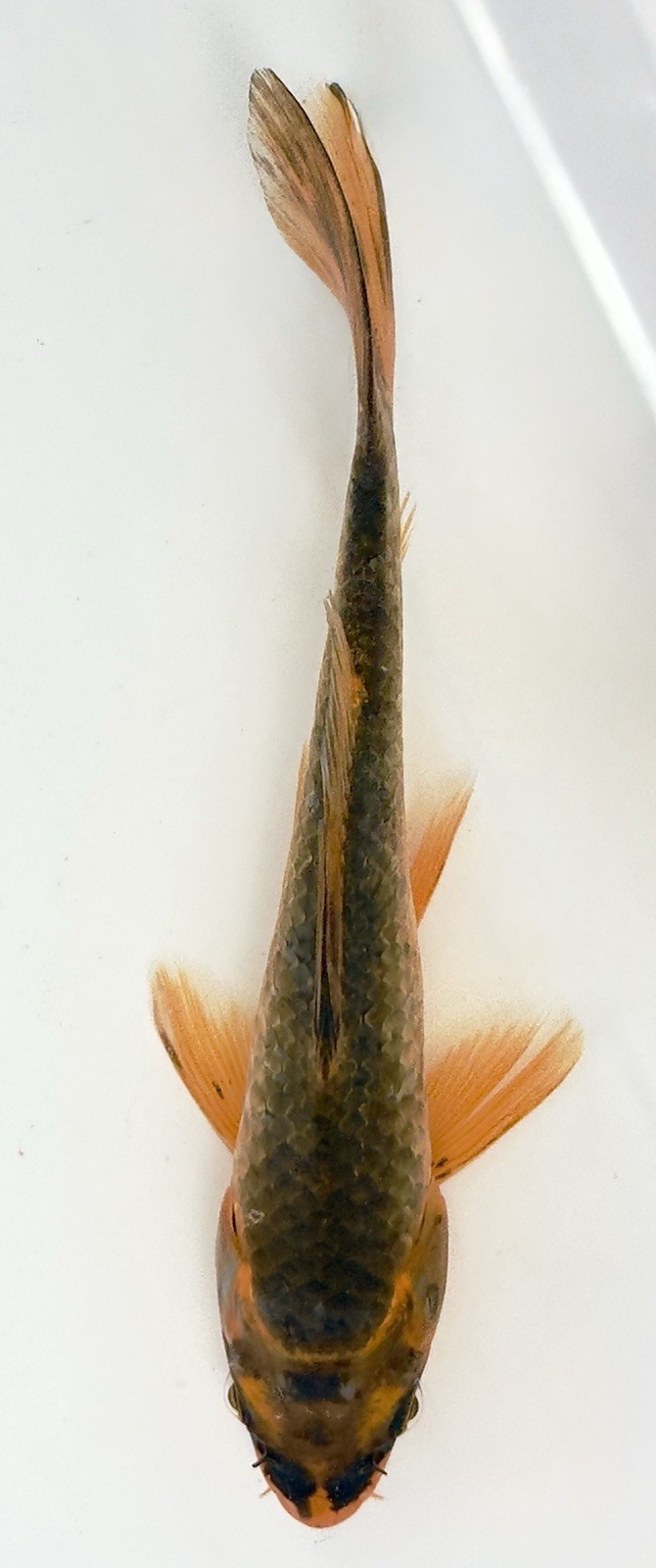 ‼️ 5-7 ” ORENJI  MATSUBA Live Koi Fish ‼️