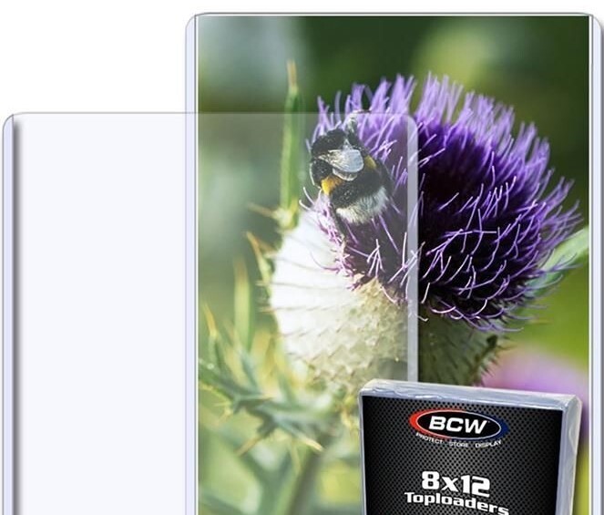 New (3 Pack) BCW 8x12 Rigid Hard Plastic Photo / Print Topload Holders 8 x 12