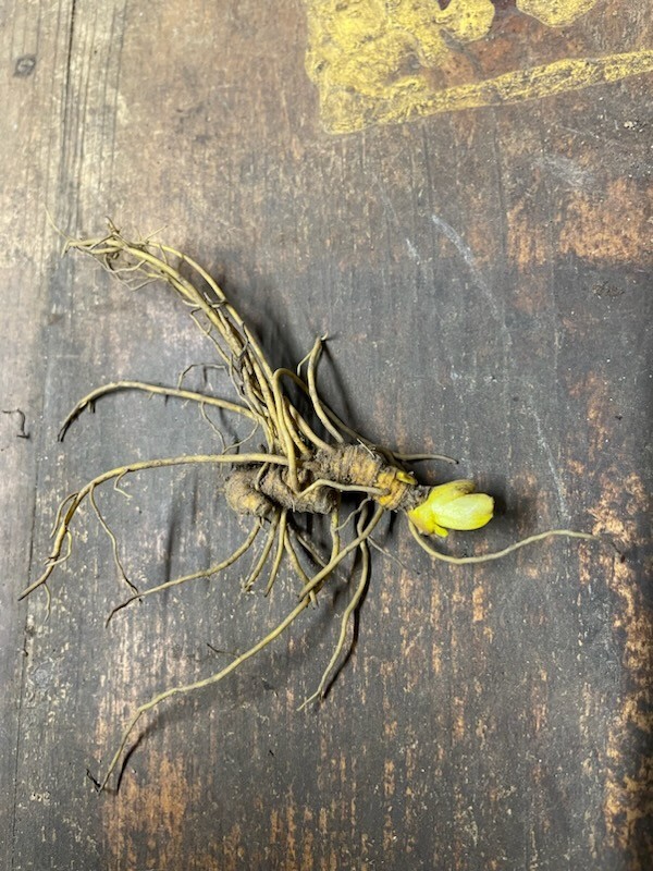 6 Goldenseal (Hydrastis canadensis) "Live roots"