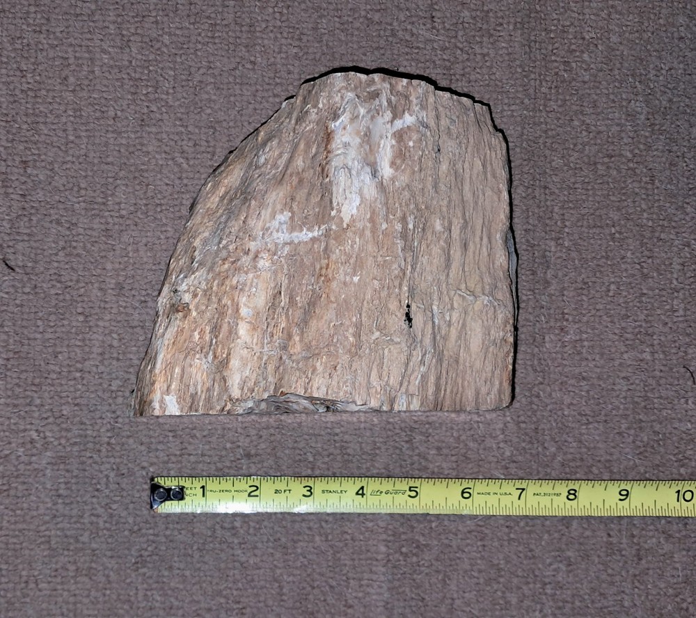 Petrified Wood. Large Limb Section Washington