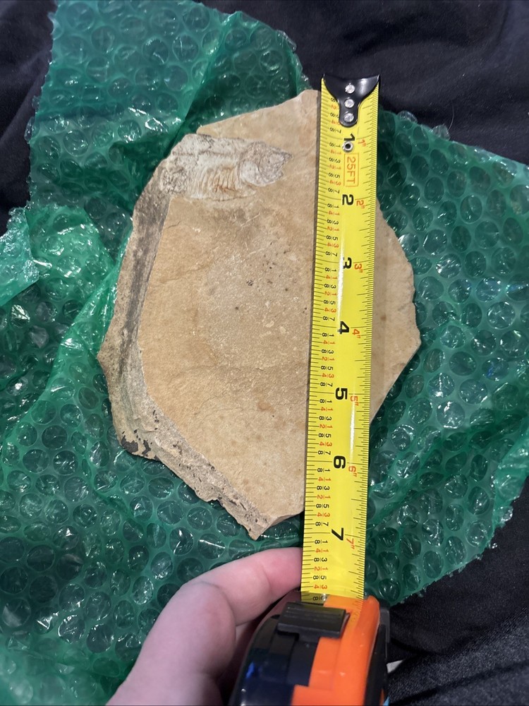 Partial Fossil Fish