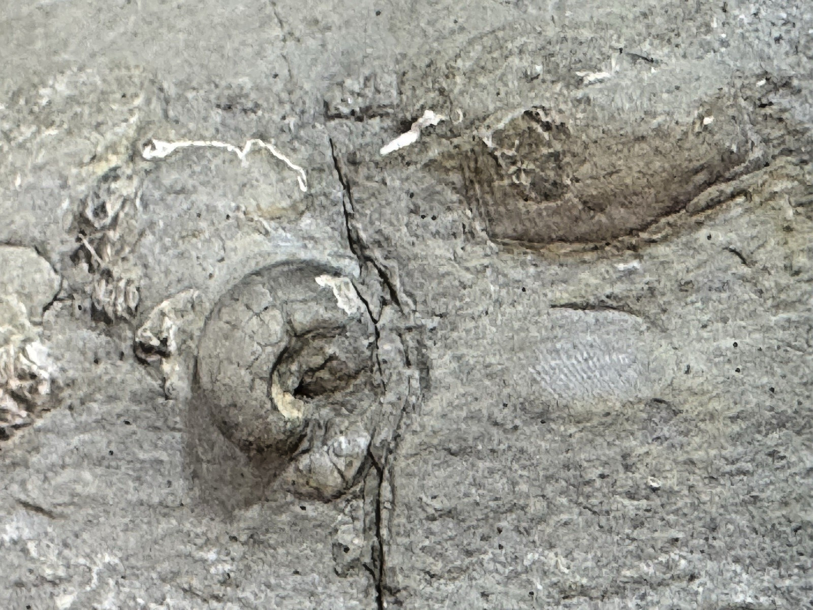 Large 31-lb Paleozoic Fossil Concretion w/Trilobite, Brachiopods, Gastropod poop