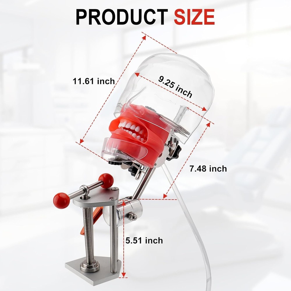 New Dental Simulator Mannequin Head Teeth Model Teaching Practicing Head Model