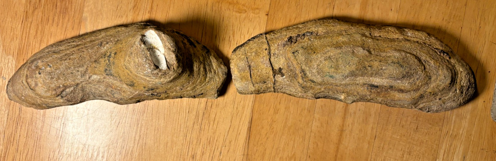 Exceptional Brazilian Fossilized Fish 6 inches long split node