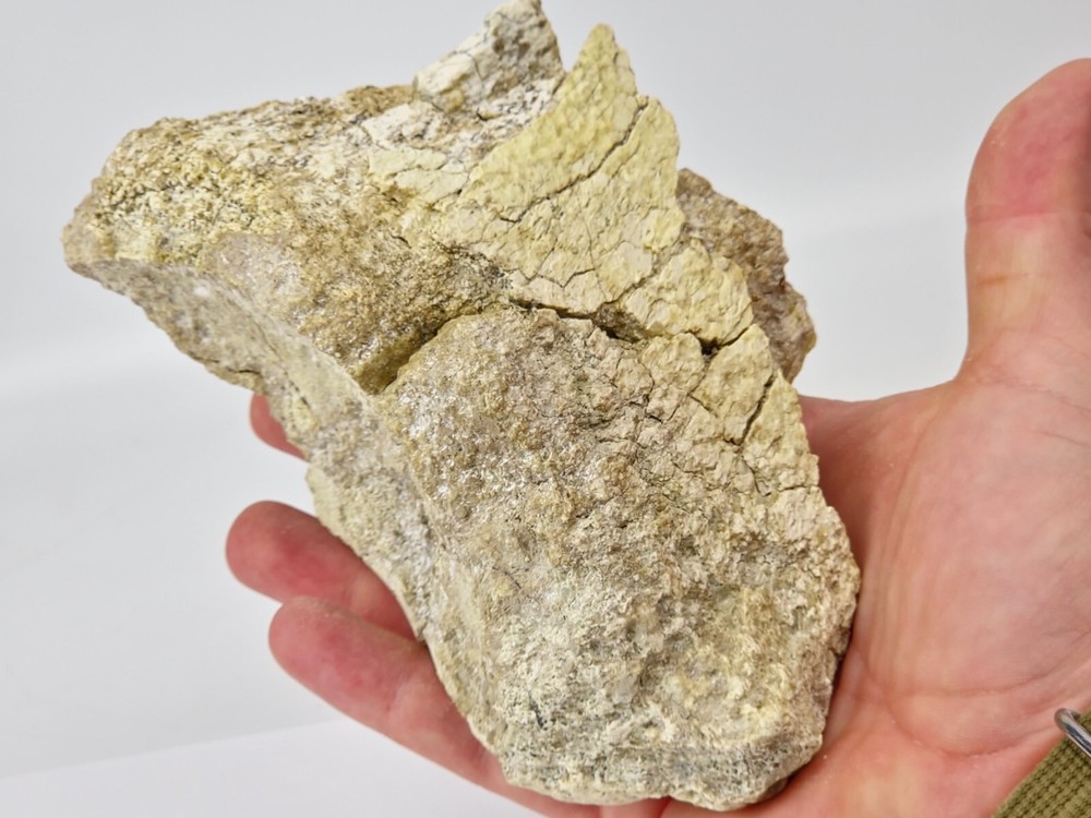 Titanothere Scapula Bone (Partial) - White River Group - Chadron Fm. - NE