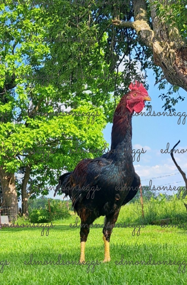 12 Colorful Hatching EGGS.multi Gen Olive EGGER Easter Egger Free Ranging Mix