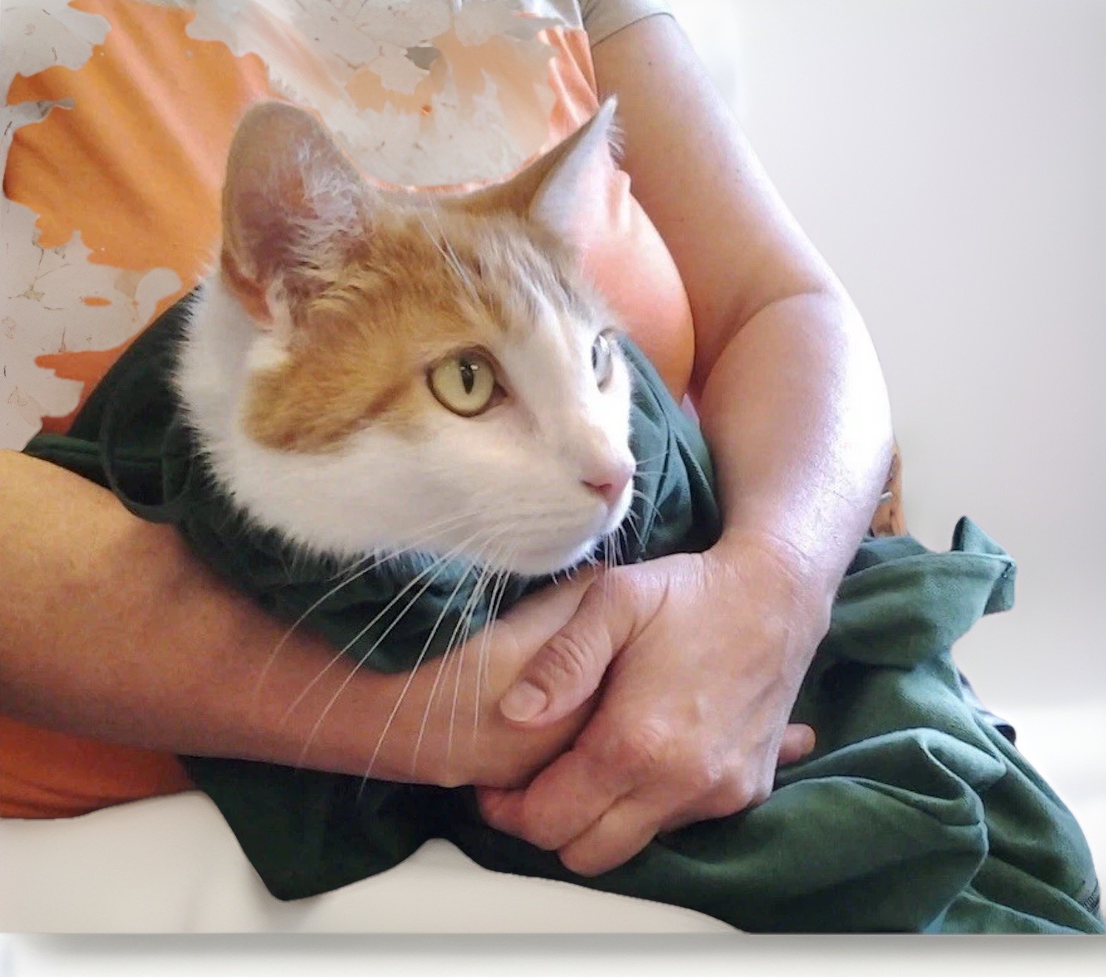 Cat-In-The-Bag Cozy Comfort Sack Bag Carrier Blue L-XL NWOT