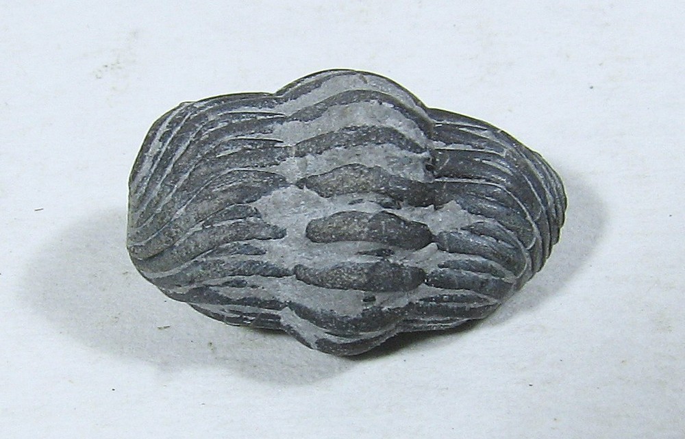 Eldregeops Trilobite #32