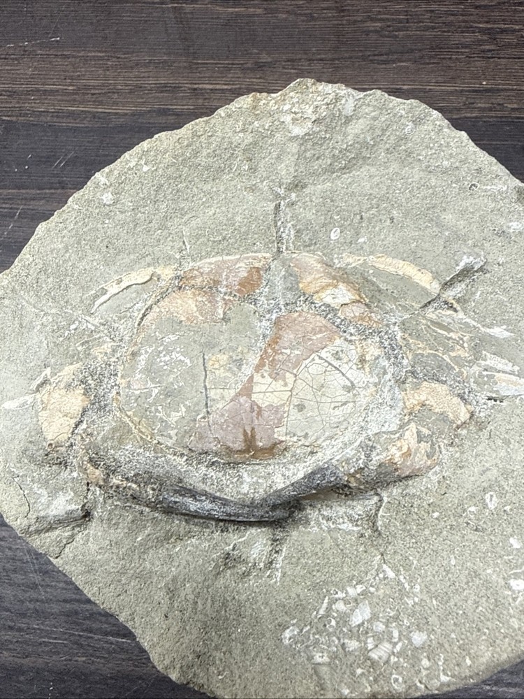Unique Fossil Crab Ball Type Specimen