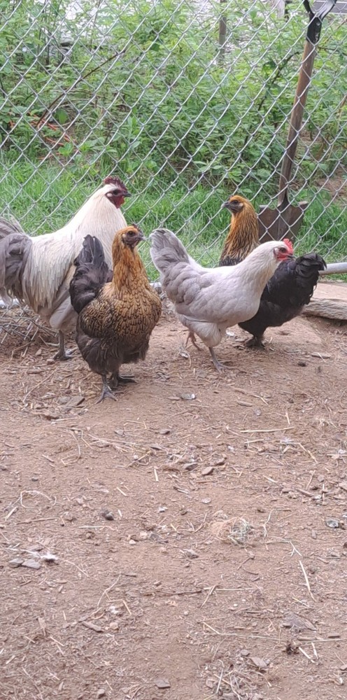 6+1 Hedemora Hatching Eggs Npip/ai