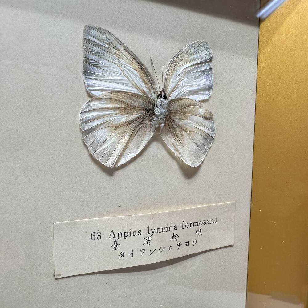 Rare Butterfly Specimen Display