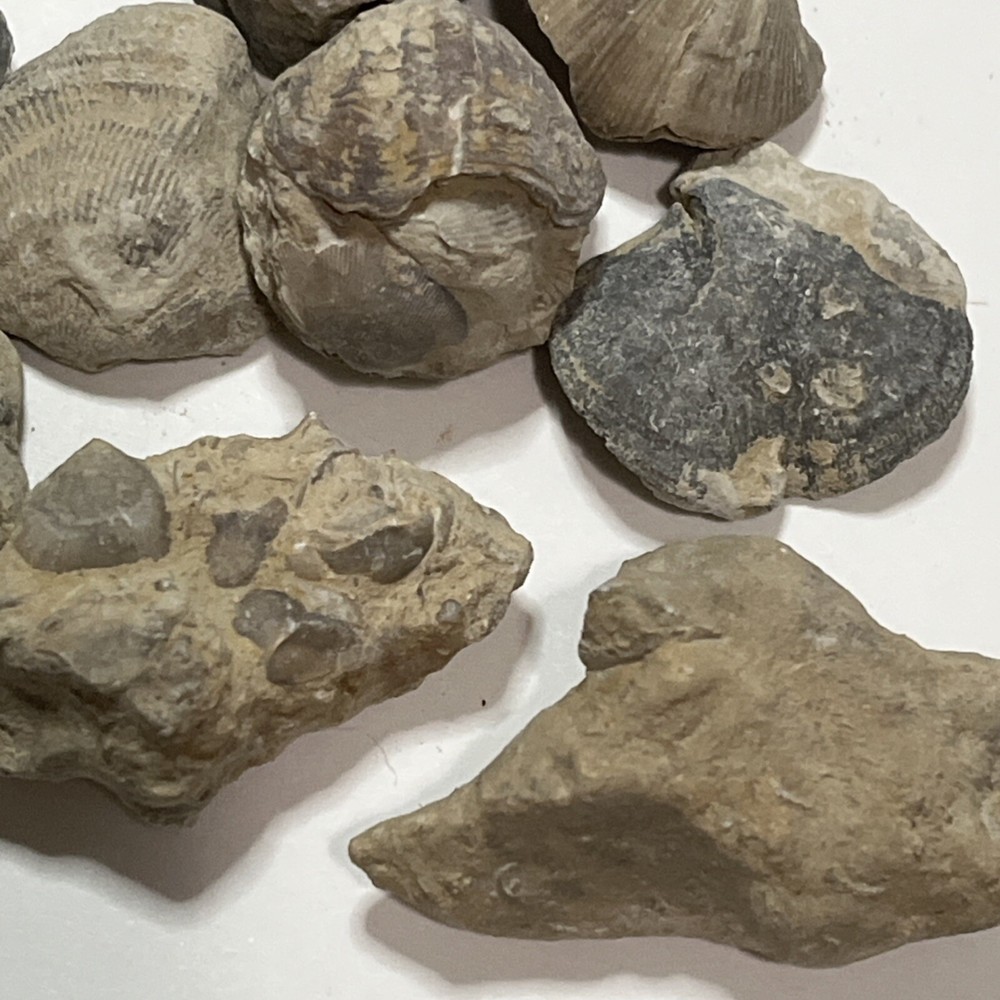 Devonian Fossils Lot Of 25