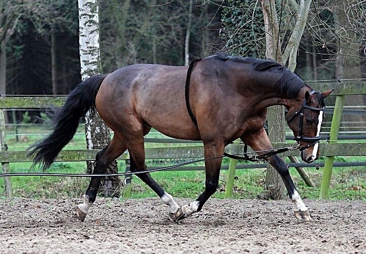 Soft Cotton Lunging Aid Without Breech Strap Head Lowerer