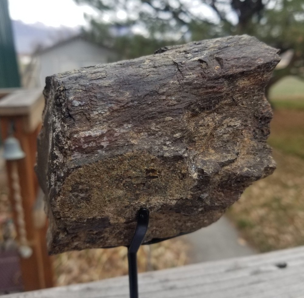 Nice Camarasaurus Limb Section Fossil Dinosaur Jurassic Morrison CO Recent Dig