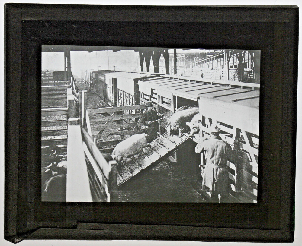 MLS - #515 Unloading Hogs at Chicago - Courtesy Swift Co MLS131