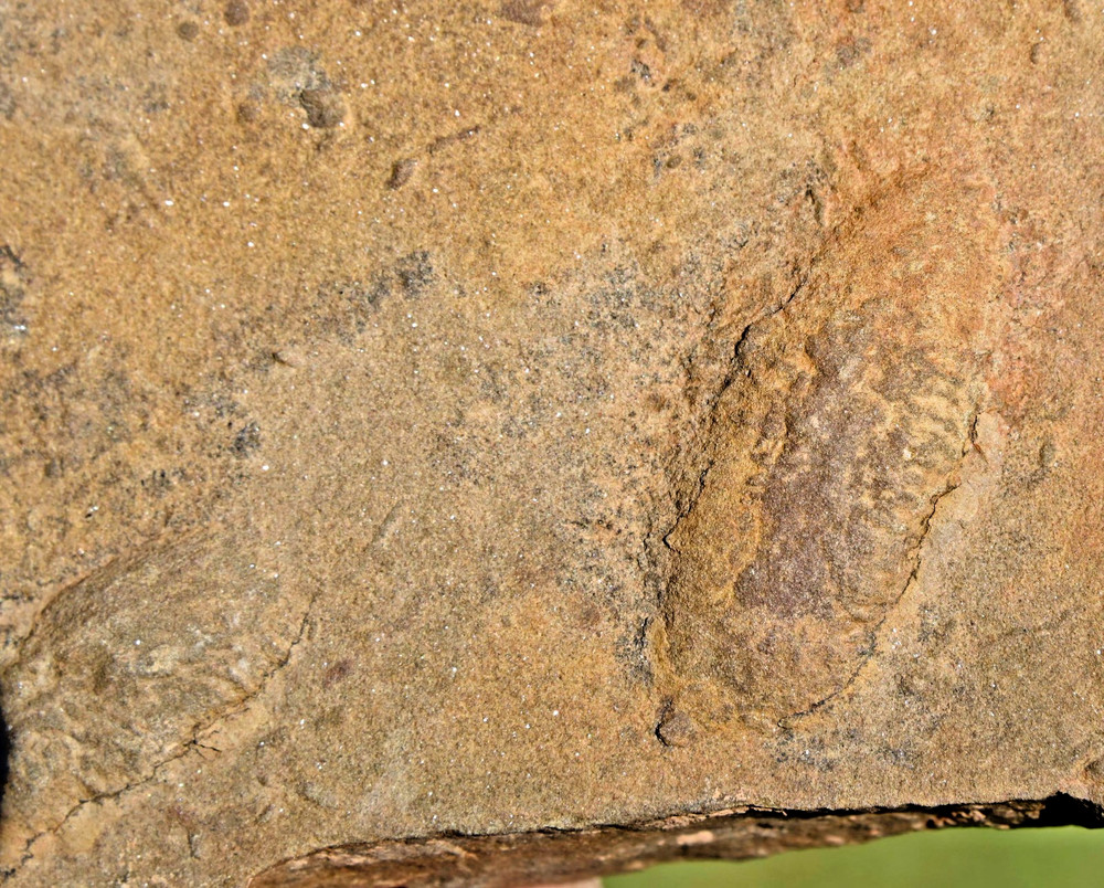 400 Million Year Old Rusophycus (Burrows), Morocco #2