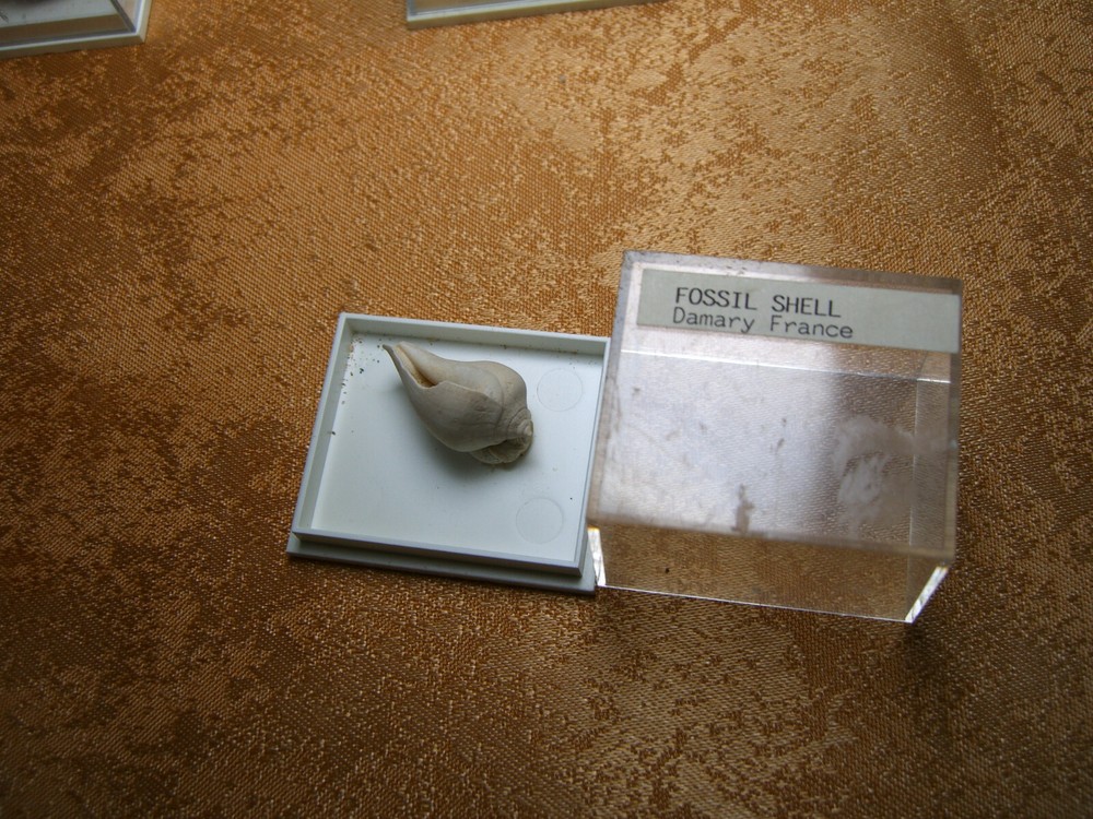 Fossils collection, mesozoic, cretacious, eocen, cased