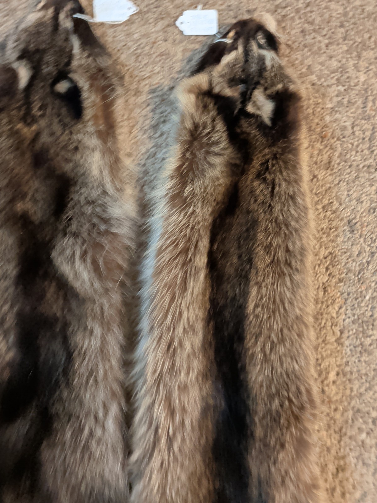 Newly Tanned Wild Large Racoon pelts~Country Fur Cabin Craft Fur~NICE! Soft!!