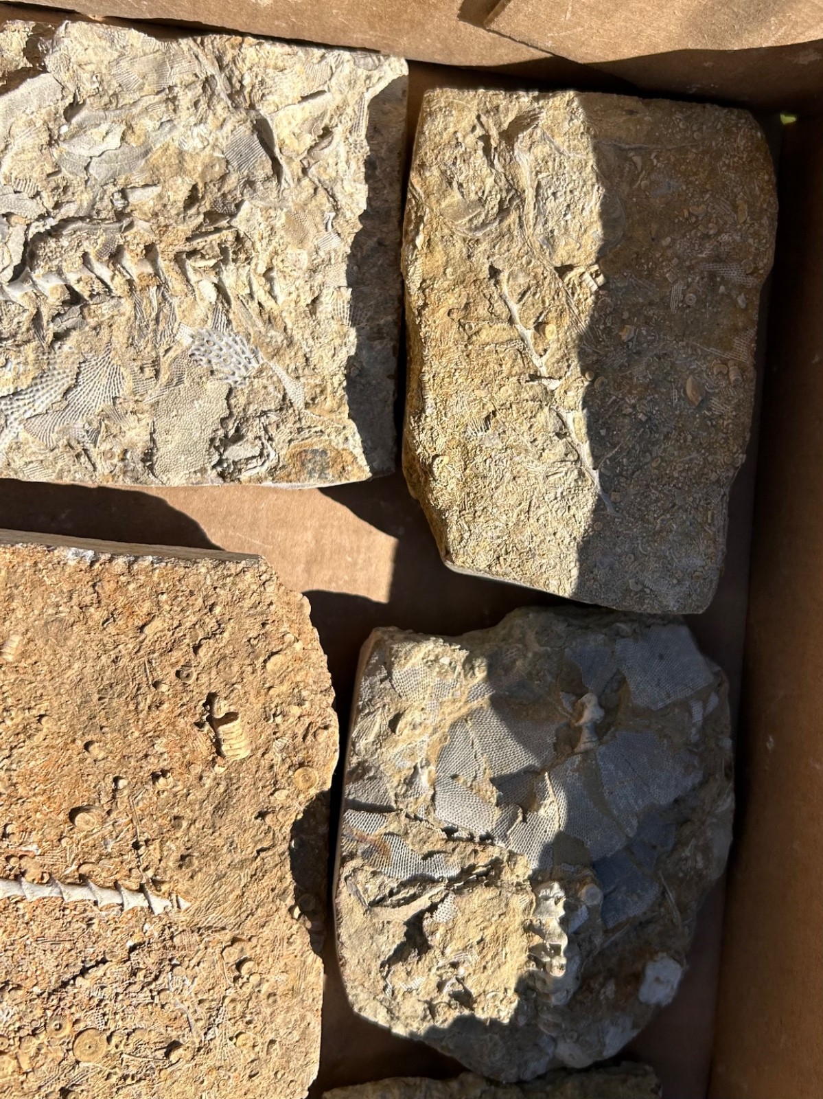 Fossil Bryozoans LOT Archimedes Screws Fronds Wholesale Alabama Bangor Limestone