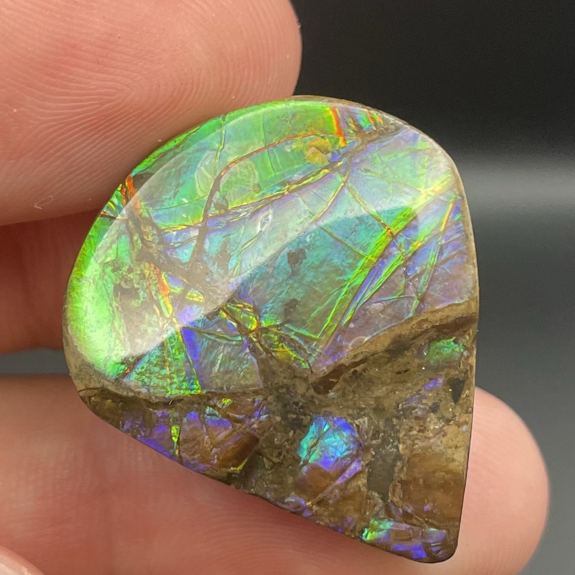 Incredibly Colorful Canadian Ammolite GEM Authentic Ammonite Fossil Dinosaur Age