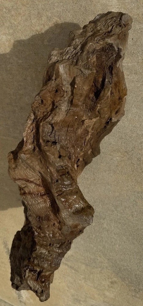 PETRIFIED LOG Large Piece.