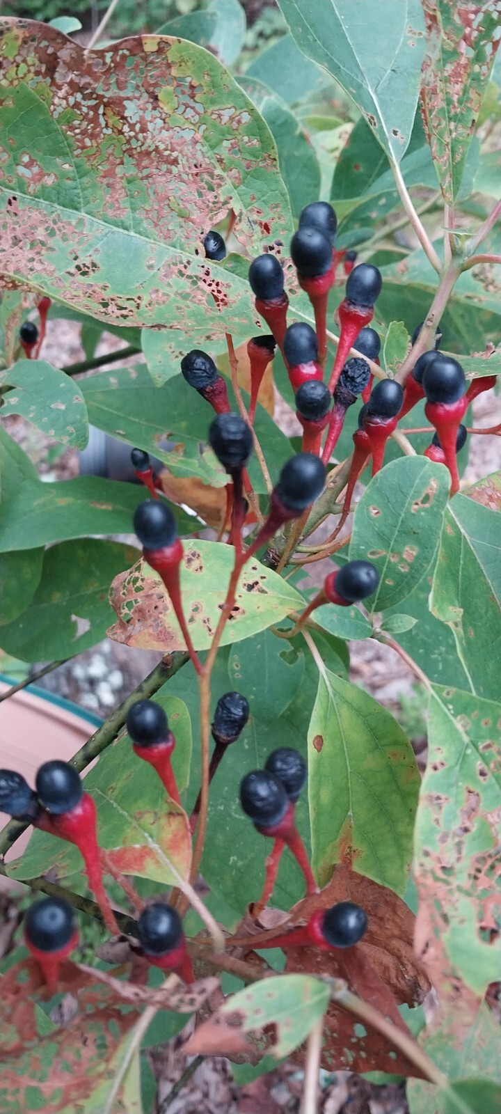 SMOKY MTNS. TN Sassafras Roots . FRESH 3 ozs. Rootbeer TEA + Plus 5 Free Seeds