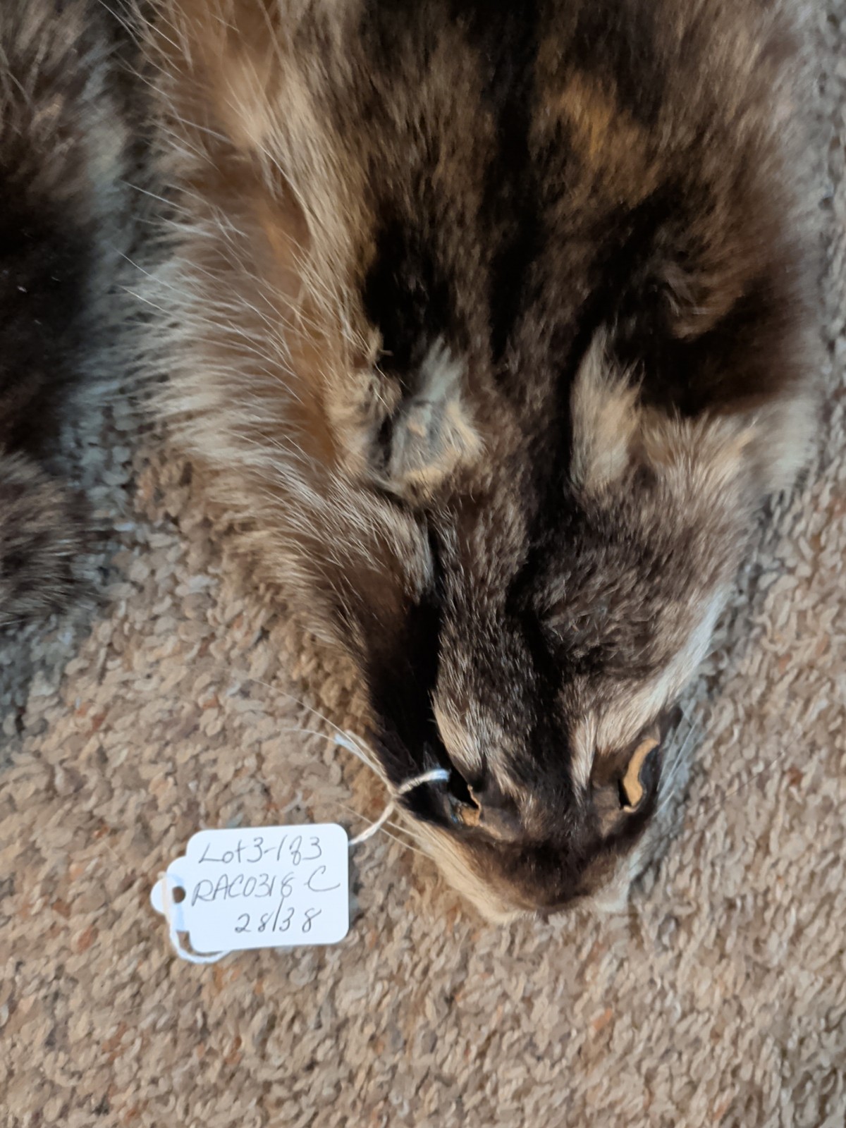 Newly Tanned Wild Large Racoon pelts~Country Fur Cabin Craft Fur~NICE! Soft!!