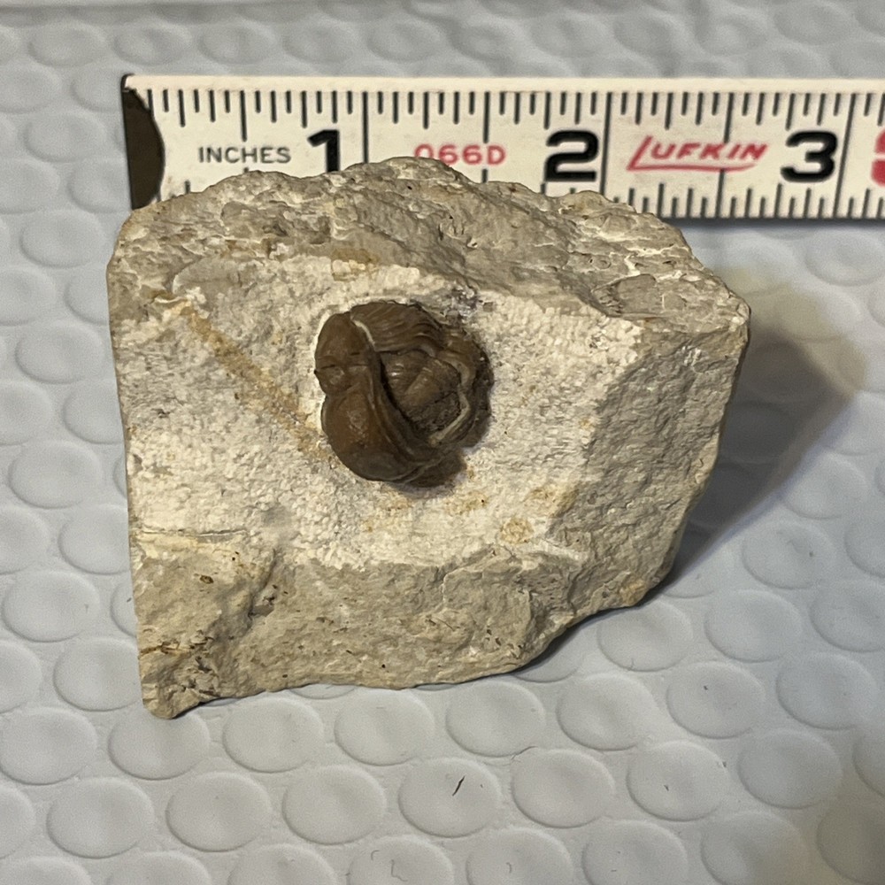 Authentic Trilobite Fossil