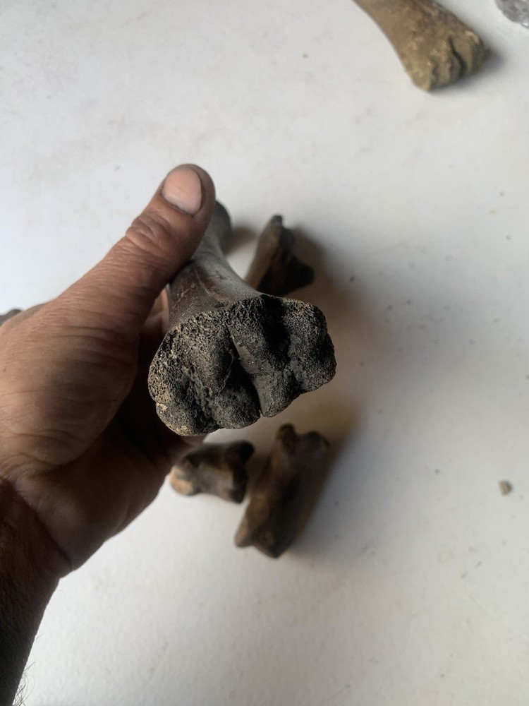 Fossilized Bison Bones