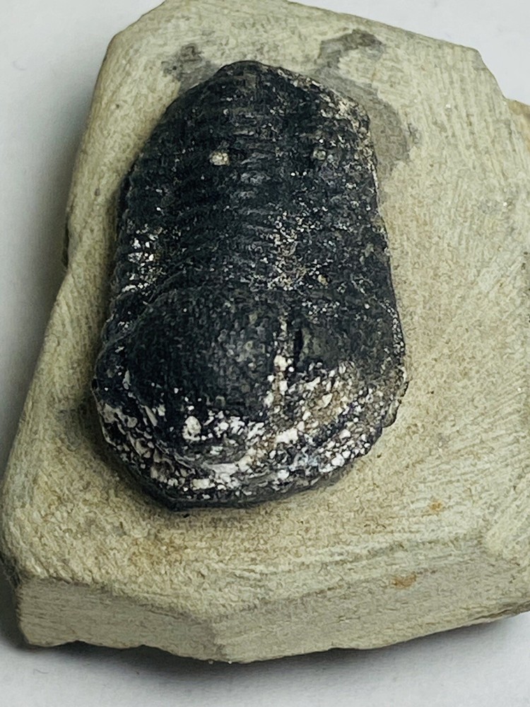 trilobite fossil