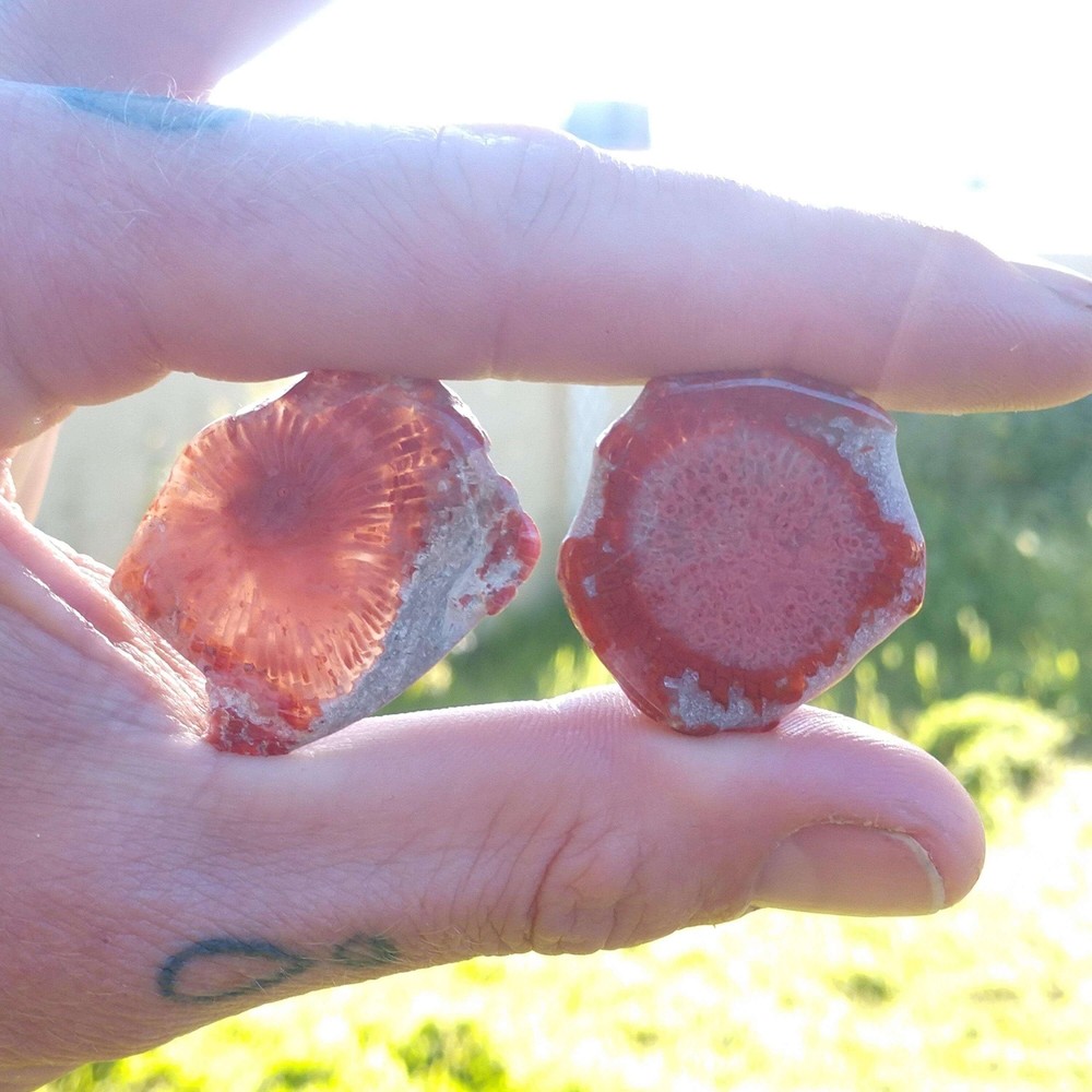 Fossilized Red Horn Coral Slices