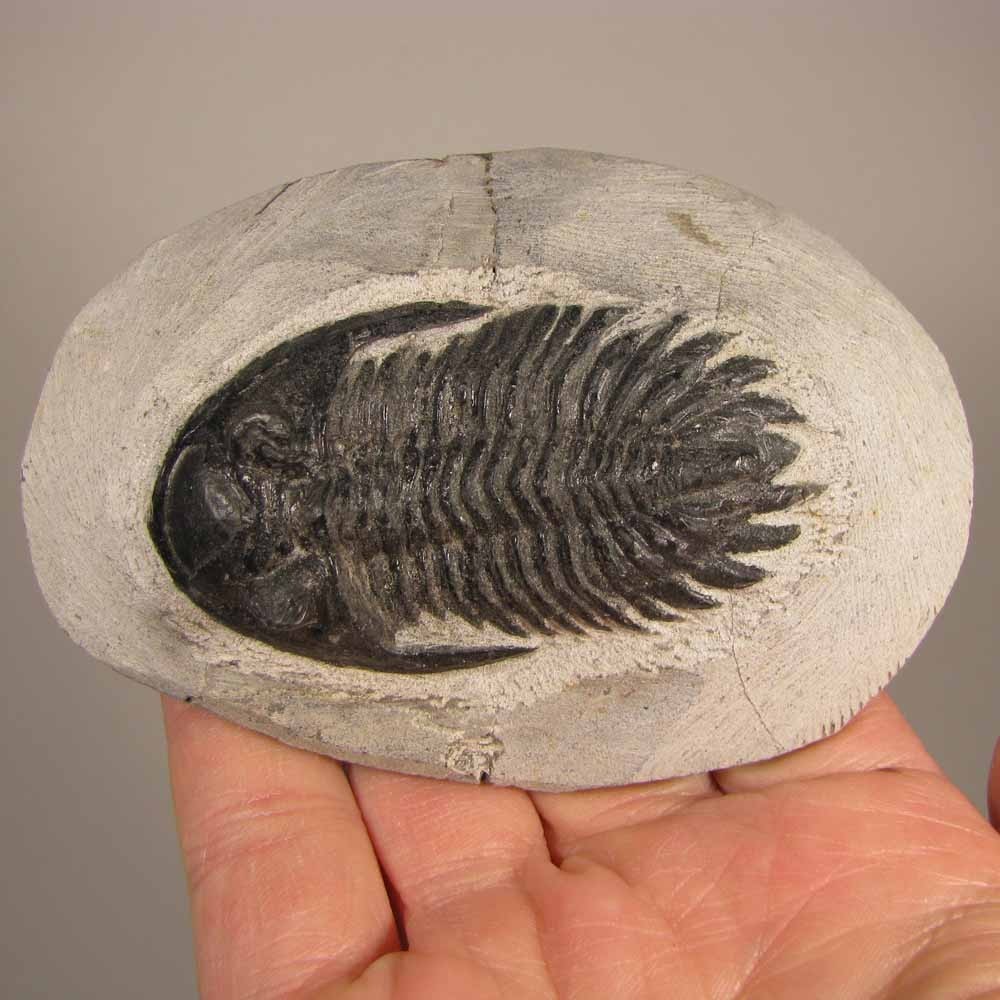 2.5" Hollardops TRILOBITE Fossil on Matrix - Devonian Age - Morocco