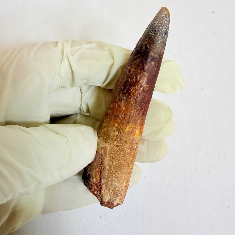 Authentic Large Spinosaurus Tooth Fossil Dinosaur Tooth Morocco