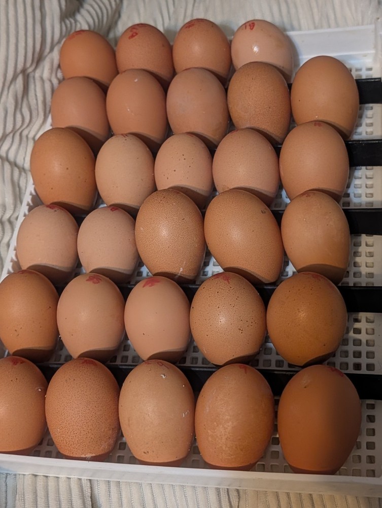 hatching eggs silver Bielefelder one dozen