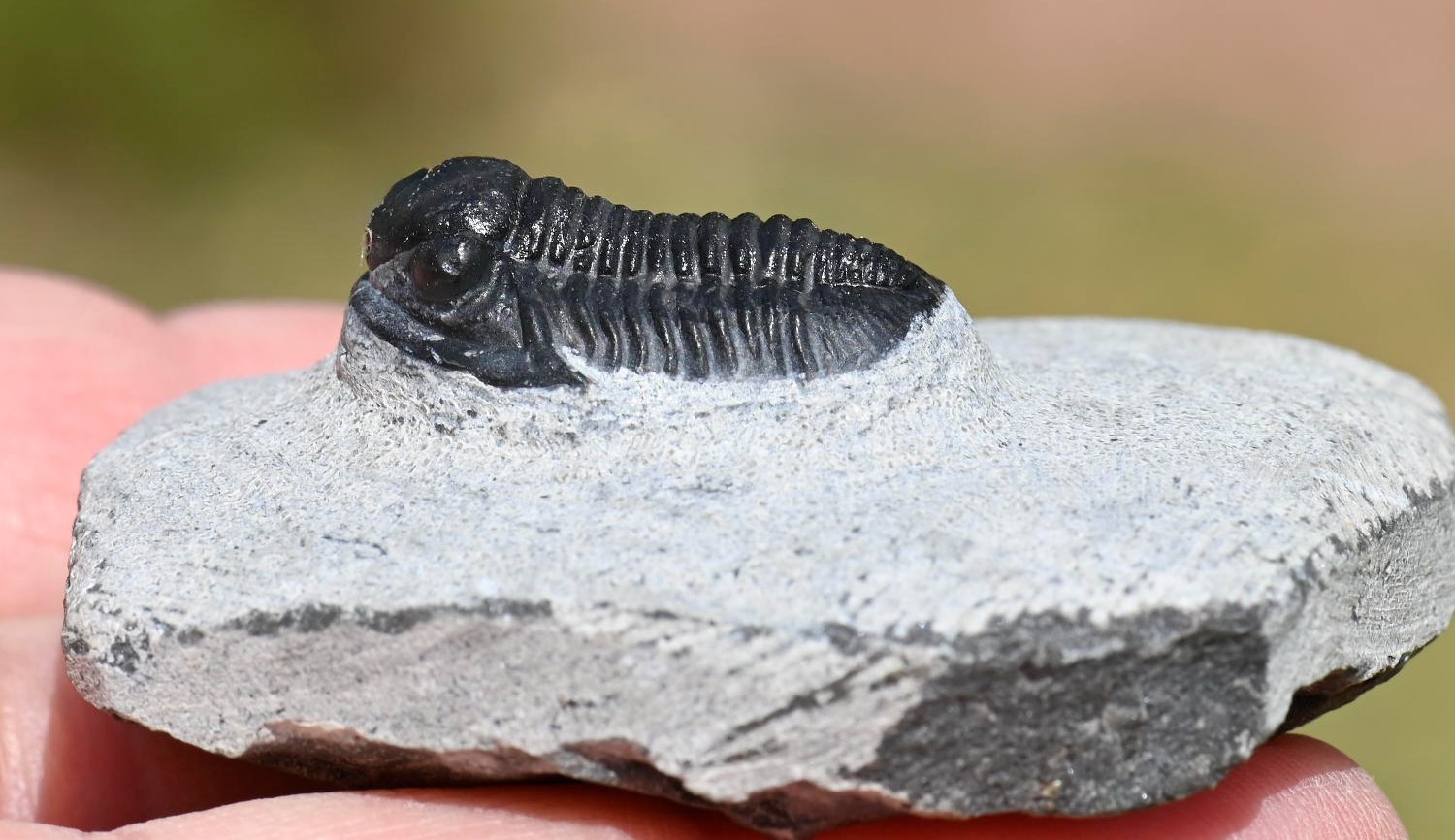 Trilobite Fossil, Gerastos granulosus (tuberculatus), from Morocco #2
