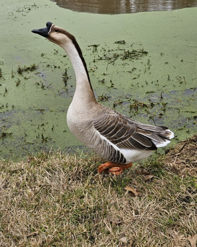 3 + African Goose Hatching Eggs Fertile Louisiana Farm Fresh MULTIPLES AVAILABLE