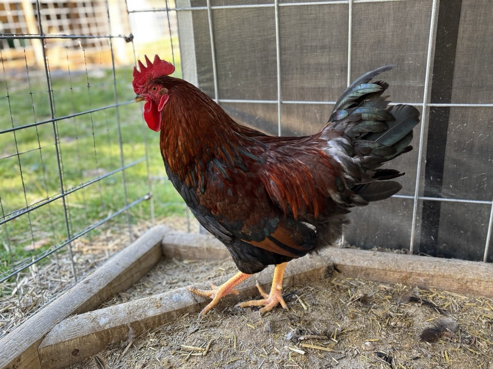 Welsummer hatching eggs (12 Eggs)