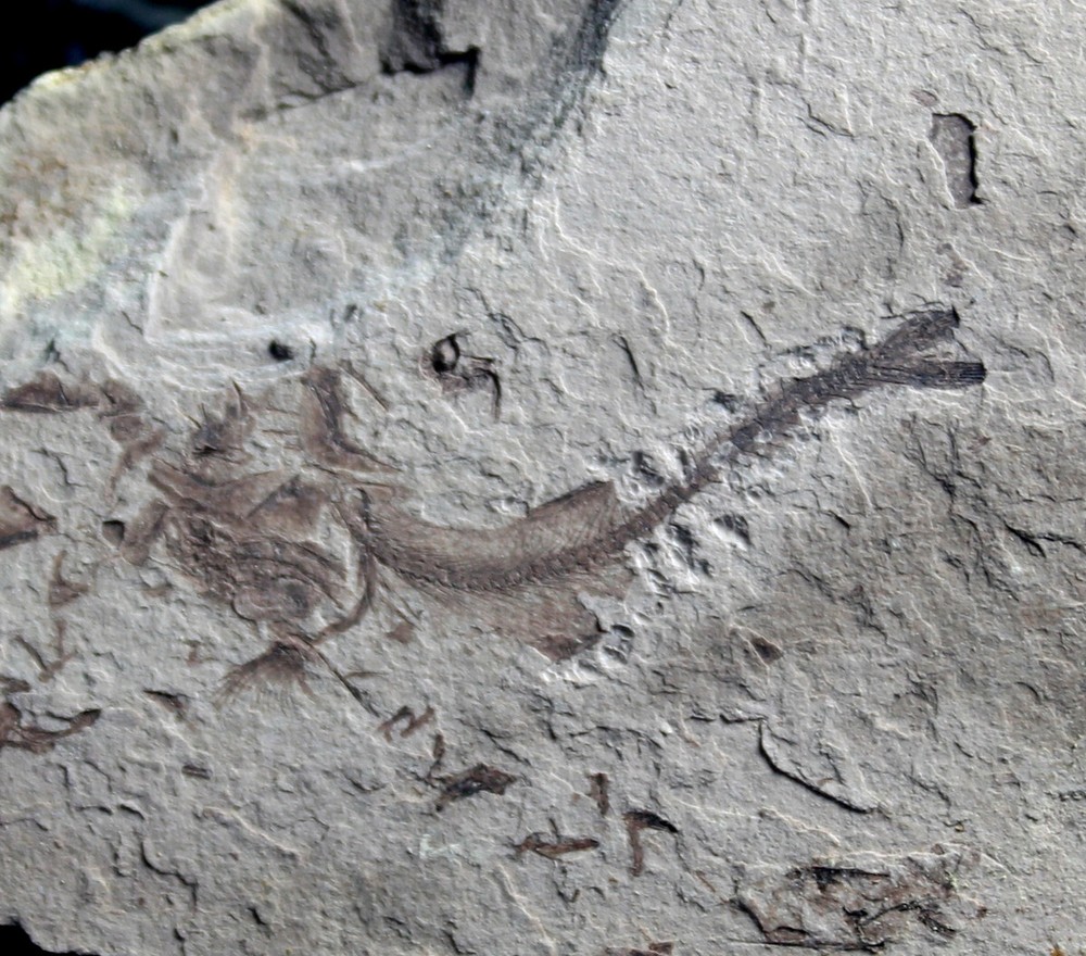 Oligocene fossil Clupeoid fish