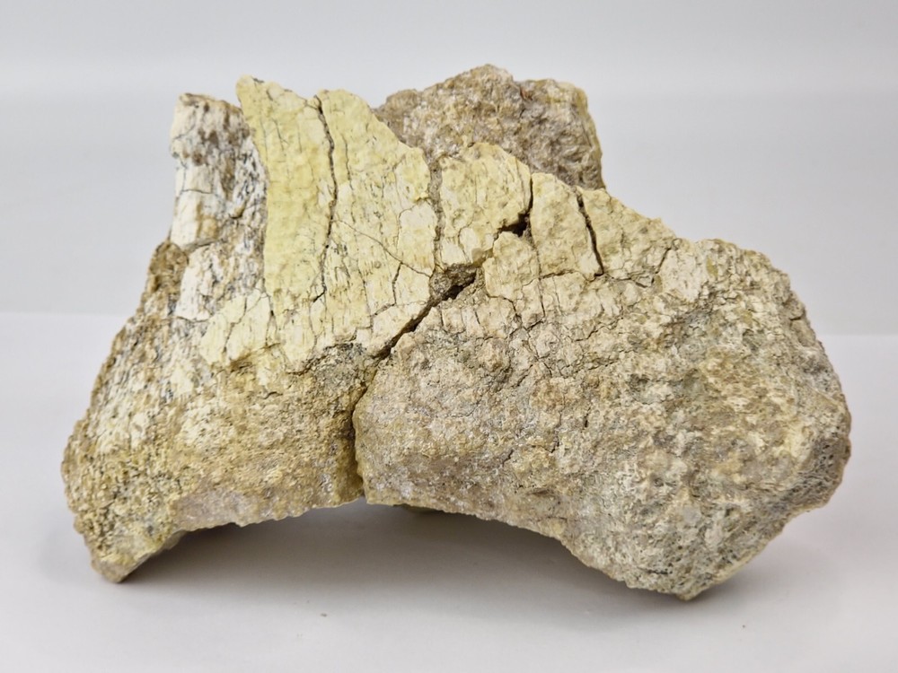 Titanothere Scapula Bone (Partial) - White River Group - Chadron Fm. - NE