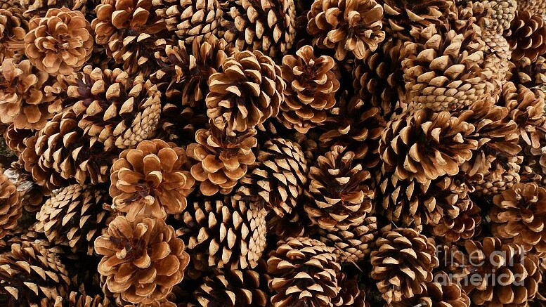 4 oz Candle Scent Oil-ROASTED PINE CONE