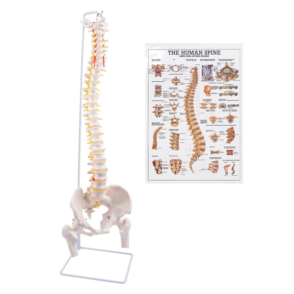 Life Size Spine Model with Stand