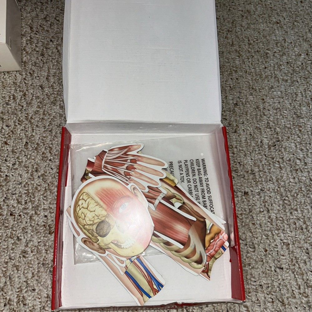 Learning Resources Double-sided Magnetic Human Body ,