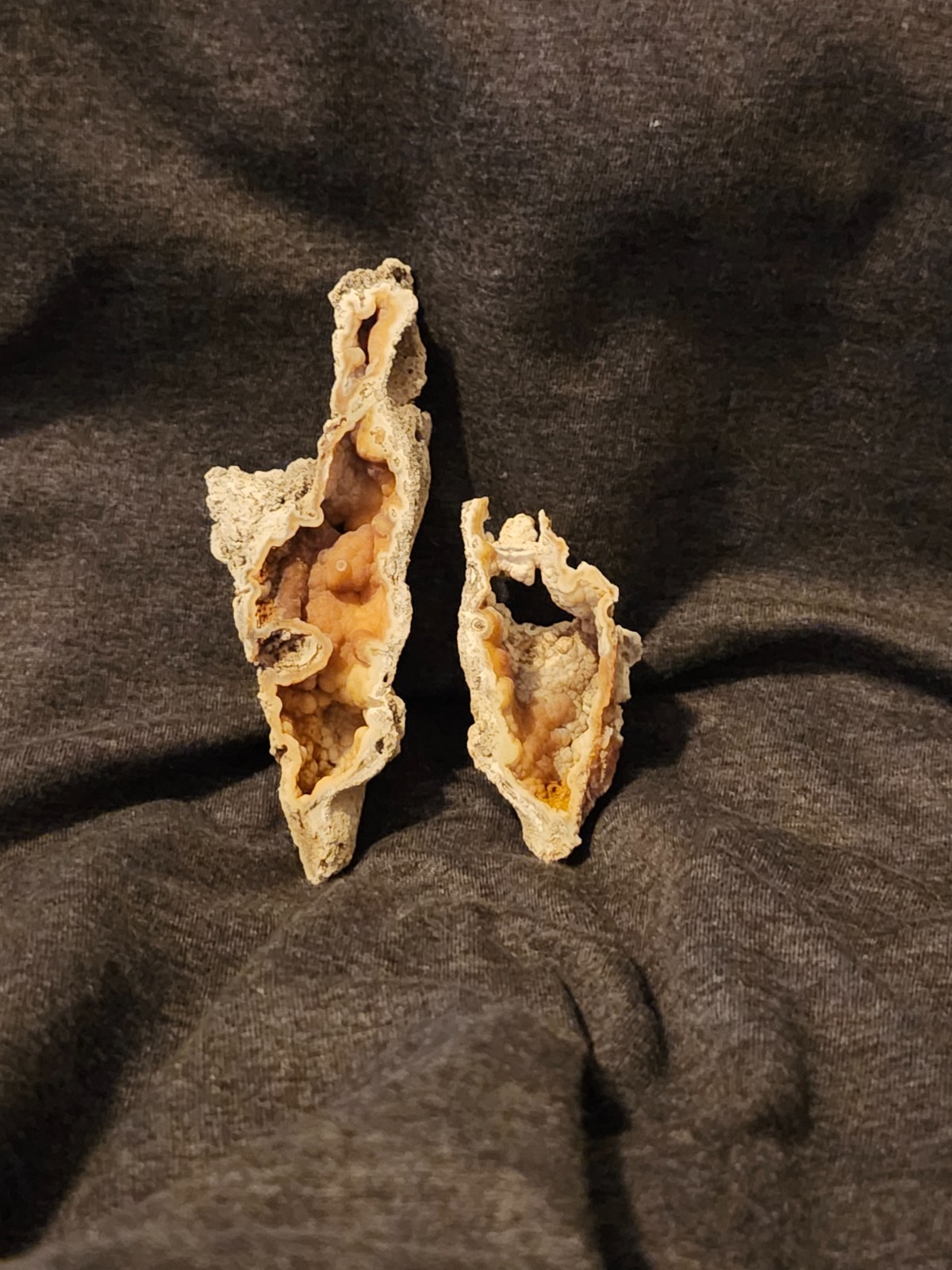 Florida Agatized Coral Fossil Pair, unpolished Chalcedony Fluorescent!