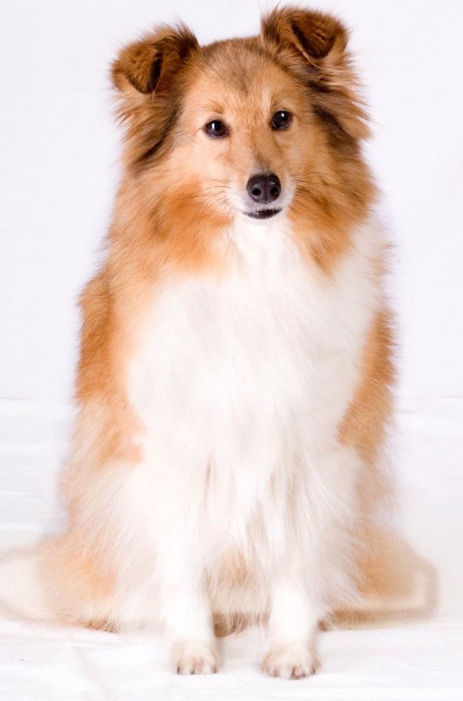 Extra Strength Dog Shampoo - Supports Skin Problems. Unconditional Guarantee....