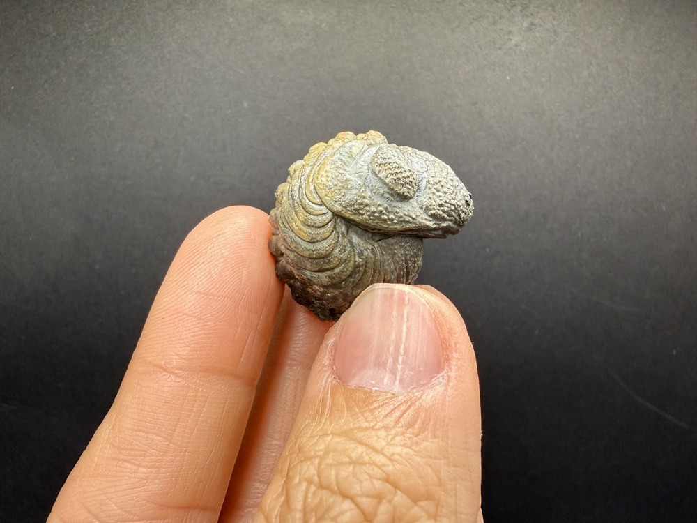 Enrolled Moroccops Trilobite